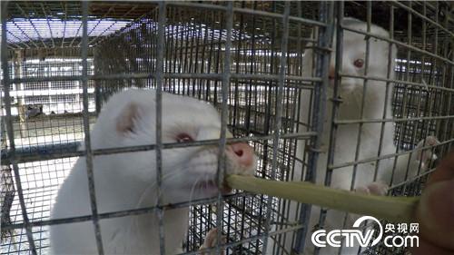 致富经：老人62岁濒临破产 3年后如何年销5000万?(20170510)