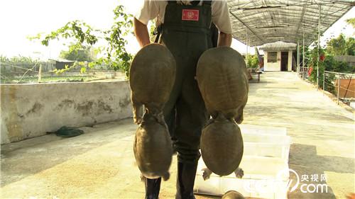 致富经：穷小伙 巧借力 年入4000万(20170512)