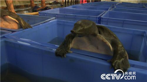 致富经：穷小伙 巧借力 年入4000万(20170512)