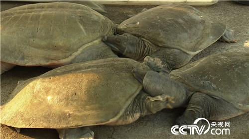 致富经：穷小伙 巧借力 年入4000万(20170512)