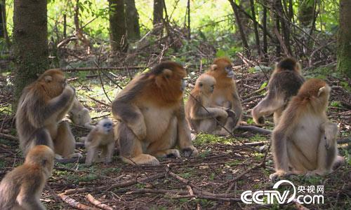 [绿色时空]猴群下山有趣事 5月21日
