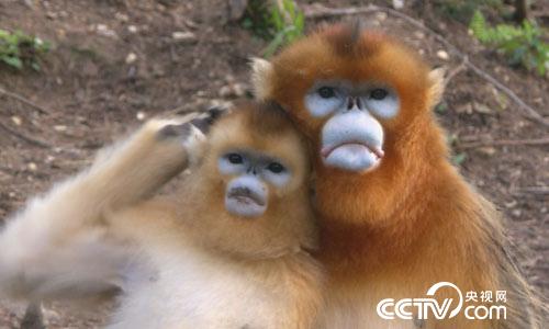 [绿色时空]猴群下山有趣事 5月21日