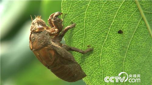 致富经：穿越时空的财富(20170516)