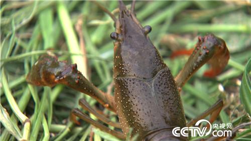 致富经：欢喜冤家吵架 吵来千万财(20170517)