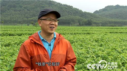 致富经：桑叶不养蚕 年卖800万(20170518)
