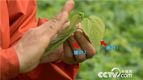 致富经：桑叶不养蚕 年卖800万(20170518)