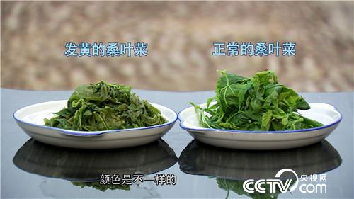 致富经：桑叶不养蚕 年卖800万(20170518)