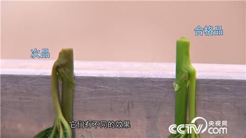 致富经：桑叶不养蚕 年卖800万(20170518)