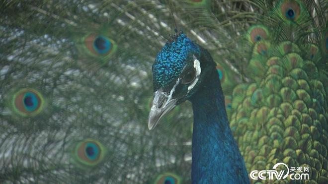 爱美女人养坏脾气的鸟 年入300万