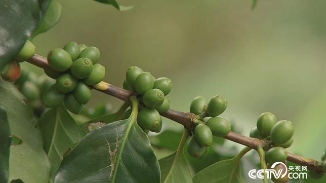 牛仔和傻子的亿万财富迷局