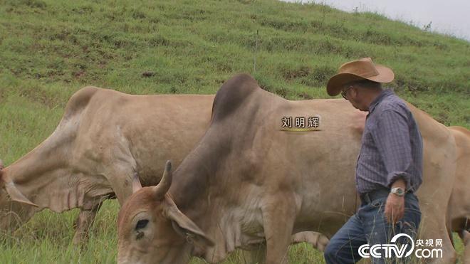 牛仔和傻子的亿万财富迷局