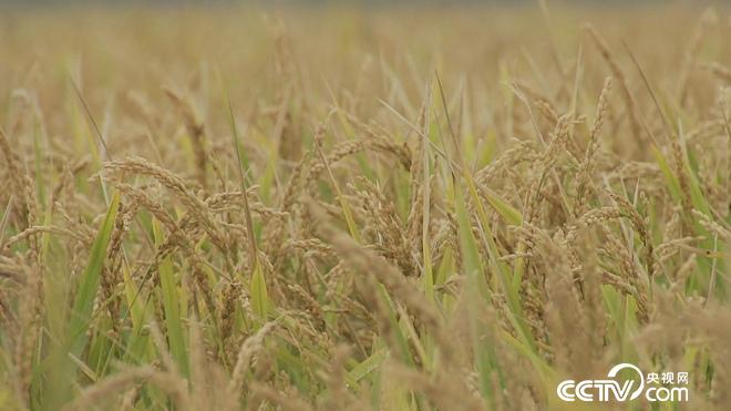 牛仔和傻子的亿万财富迷局