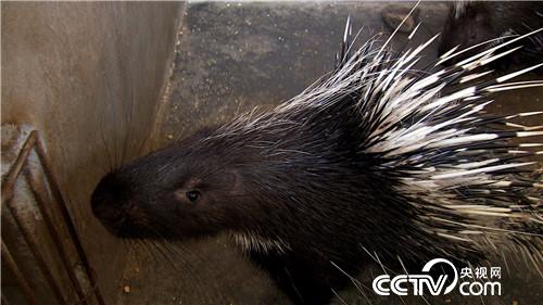 致富经：年卖千万 既怕又爱的财富(20170607)