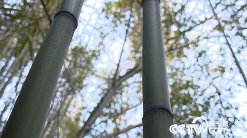 [绿色时空]为古籍续命的竟然是苦竹 6月11日