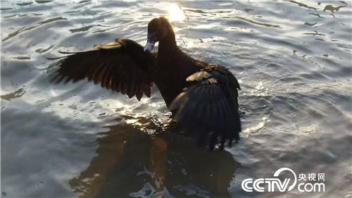 致富经：&ldquo;财富&rdquo;智斗假飞鸭(20170608)