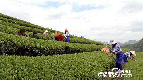 致富经：旗袍女人和她编织袋里的无价之宝(20170616)