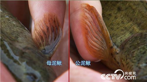 致富经：改个毛病 年入千万(20170619)