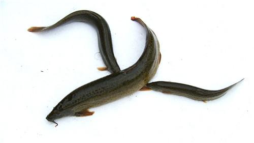 致富经：改个毛病 年入千万(20170619)