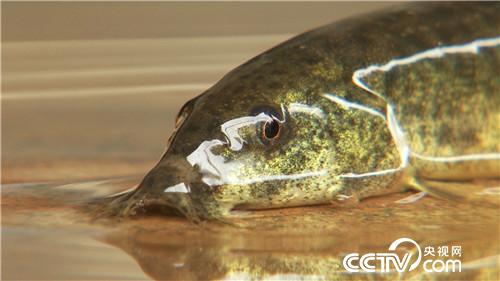 致富经：改个毛病 年入千万(20170619)