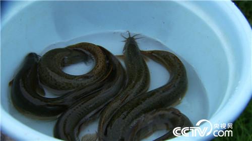 致富经：改个毛病 年入千万(20170619)