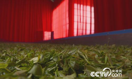 [绿色时空]茶有道 用&ldquo;心&rdquo;种好茶 6月25日