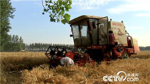 致富经：麦田霸王花（20170626）