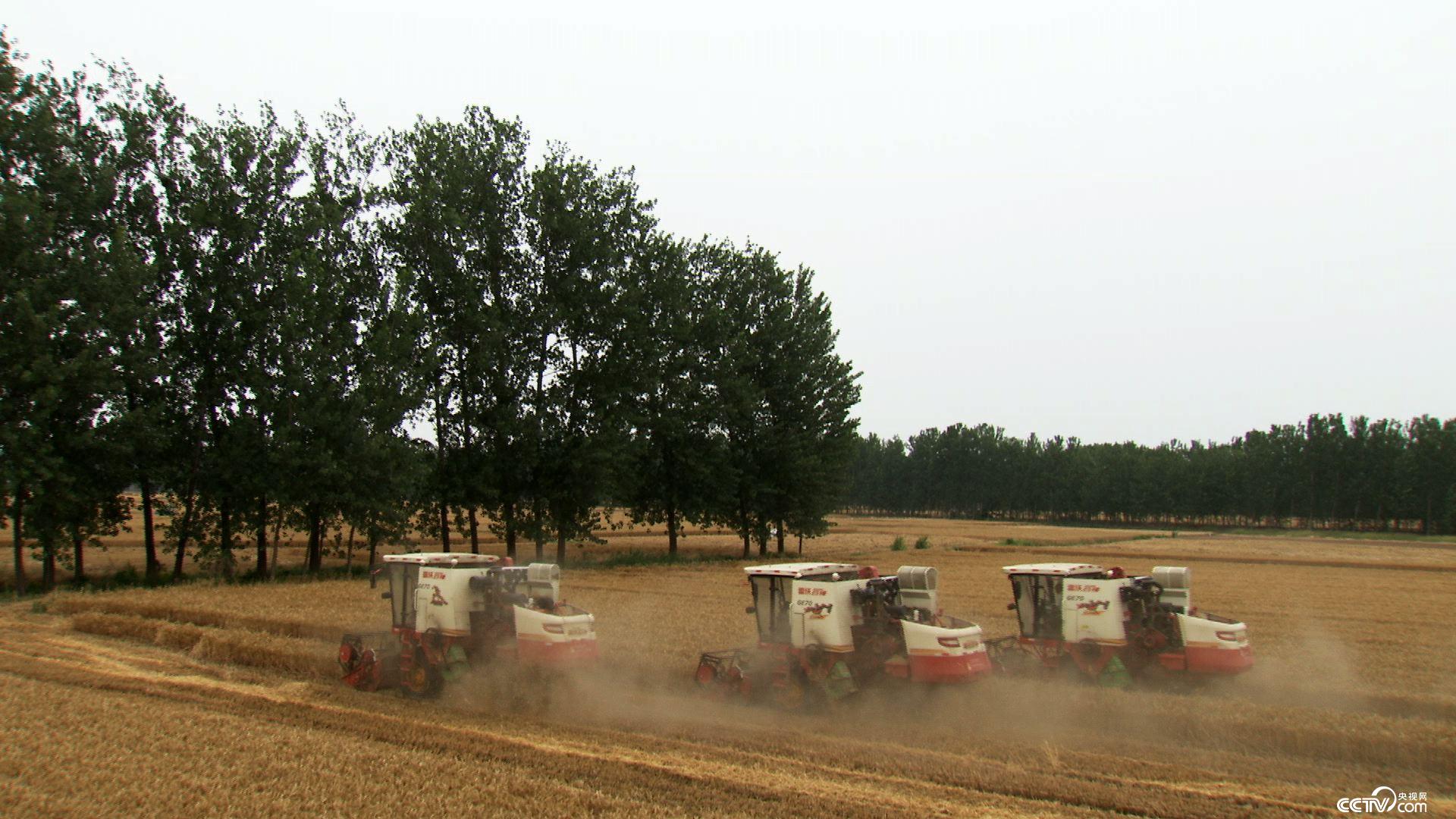 致富经：麦田霸王花（20170626）