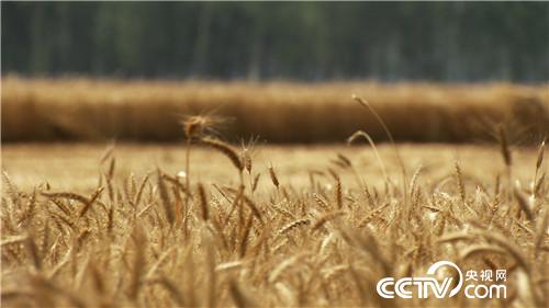 致富经：麦田霸王花（20170626）