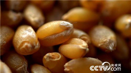 致富经：为爱奔麦田，追夫也赚钱(20170629)