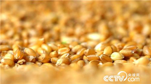 致富经：为爱奔麦田，追夫也赚钱(20170629)