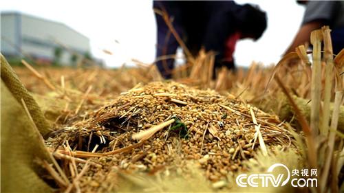 致富经：为爱奔麦田，追夫也赚钱(20170629)