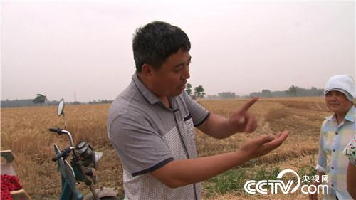 致富经：为爱奔麦田，追夫也赚钱(20170629)