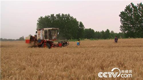 致富经：为爱奔麦田，追夫也赚钱(20170629)