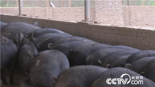 致富经：老爹的特别爱好 让儿子狂卖6000万(20170703)