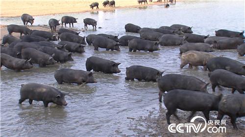 致富经：老爹的特别爱好 让儿子狂卖6000万(20170703)