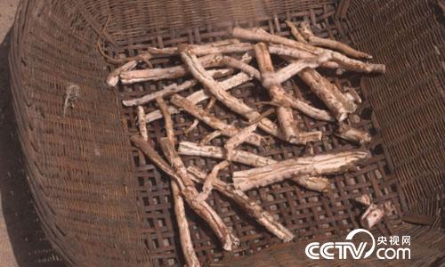 [绿色时空]牡丹花开 富了有心人 7月9日