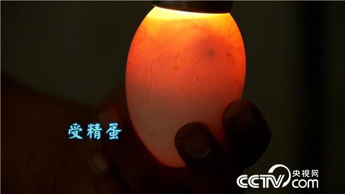 致富经：带着漂亮媳妇回家啃老的背后(20170711)