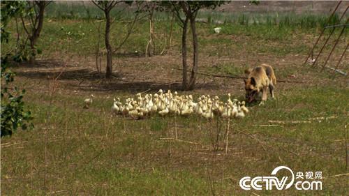 致富经：带着漂亮媳妇回家啃老的背后(20170711)