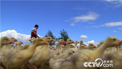 致富经：带着漂亮媳妇回家啃老的背后(20170711)