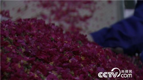 致富经：老爸给的500万不买房 偏要花花世界(20170712)