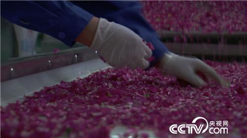 致富经：老爸给的500万不买房 偏要花花世界(20170712)