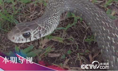 食尚大转盘：八方奇材创意烧 7月16日