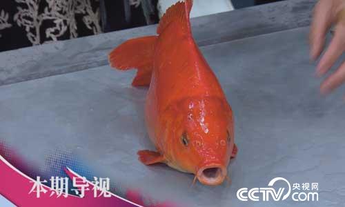 食尚大转盘：八方奇材创意烧 7月16日