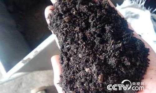 [绿色时空]牛粪里养出&ldquo;香饽饽&rdquo; 7月16日