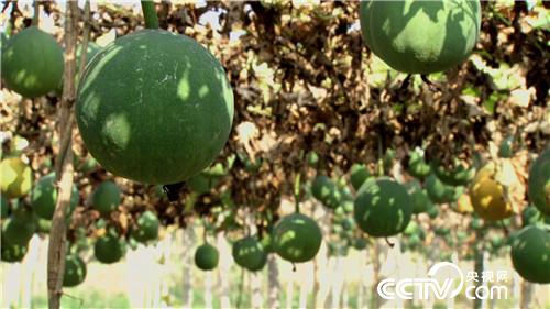 致富经：垃圾佬和女老板的财富狂想(20170714)