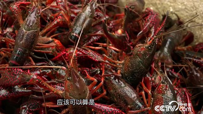 小龙虾变出新花样 赚来亿万财