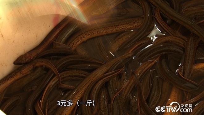 小龙虾变出新花样 赚来亿万财