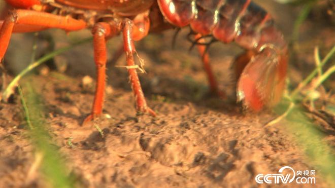 小龙虾变出新花样 赚来亿万财