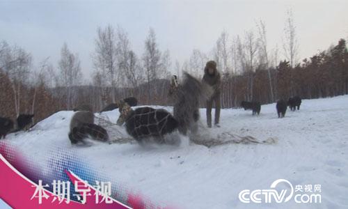 食尚大转盘：美味之鲜&ldquo;险&rdquo;中求 6月25日