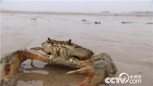 致富经：跟媳妇撒谎 跟姐夫较劲 赚得千万财(20170728)